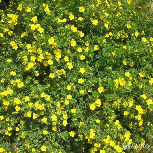 Лапчатка кустарниковая (курильский чай)