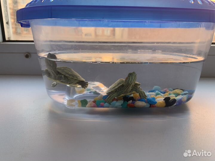 Черепашки с аквариумом