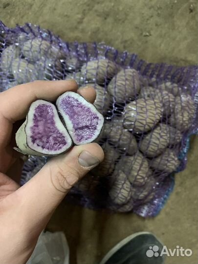 Семенной картофель с фиолетовой мякотью