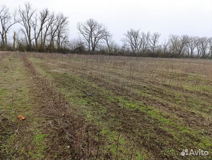 Куст малины