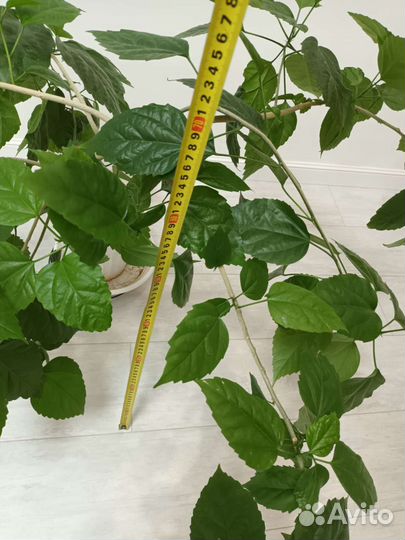 Драцены, фикус, роза