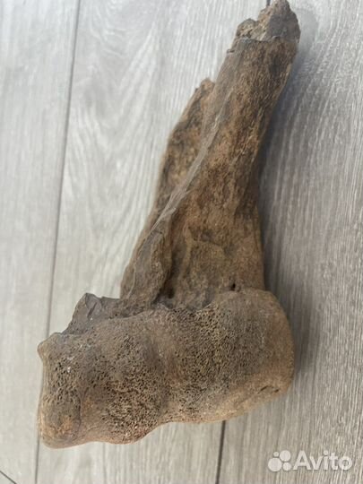 Кость мамонта