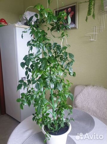 Комнатные растения цветы купить в Санкт-Петербурге | Товары для дома и ...
