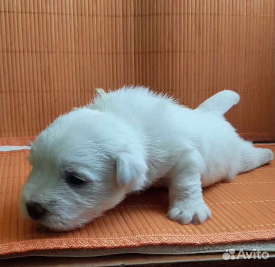 Белый терьер