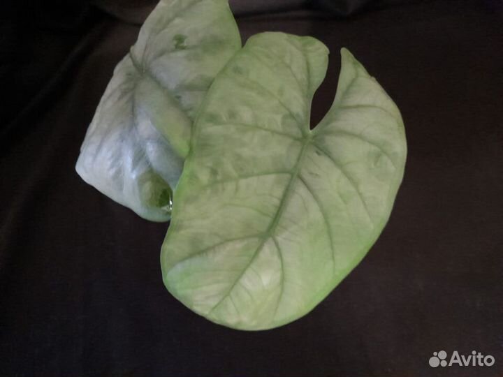 Цветочный микс