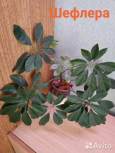 Комнатные растения