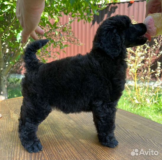 Пудели красные и редбраун