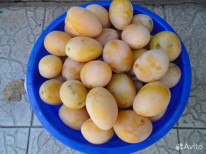Продаются желтые сливы