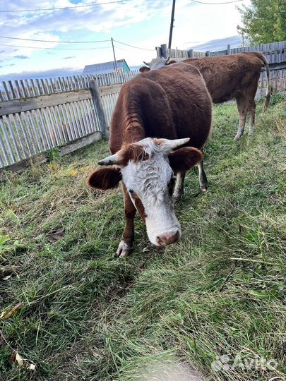 Телка 1,7 года