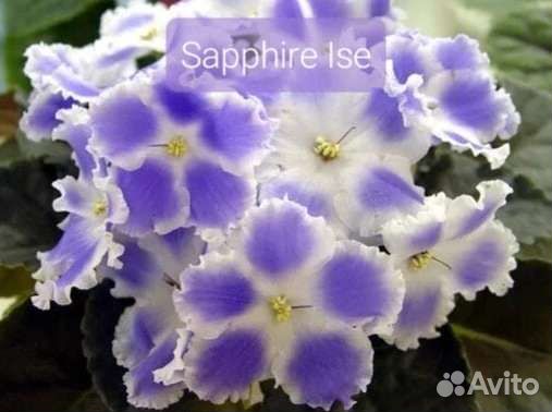 Фиалки - укорененные черенки 70 сортов