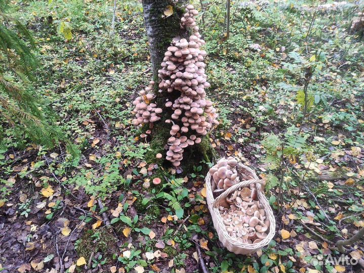 Грибы опята свежие 13.10