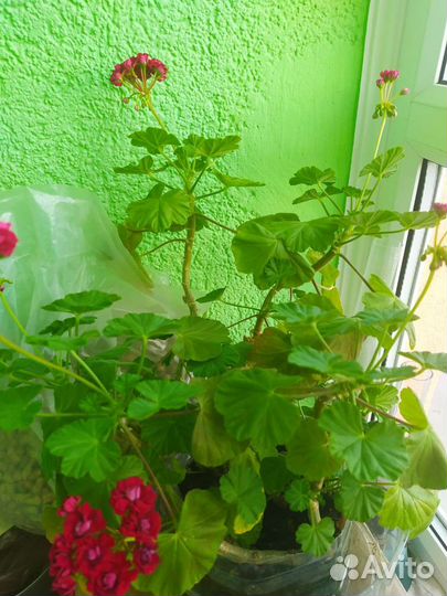 Пеларгония Розебудная герань