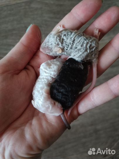 Сатиновые кудрявые мышки