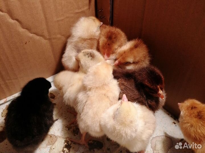 Цыплята от домашних кур несушек