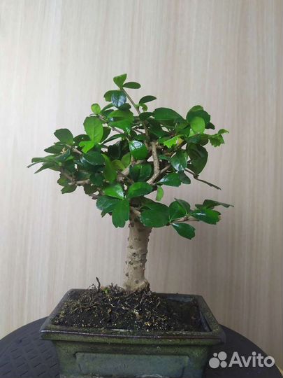 Бонсай чайная церемония 25 см