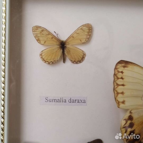 Засушенные бабочки в раме