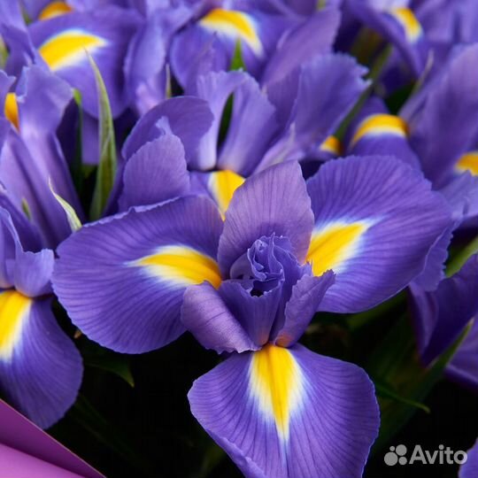Букет из 25 ирисов