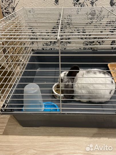 Декоративные кролики