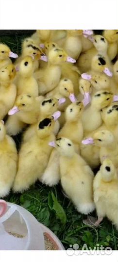 Цыплята утята индюшата