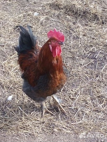 Молодой петушок