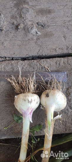 Чеснок деревенский