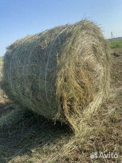 Сено в тюках