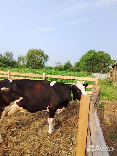 Корова дойная