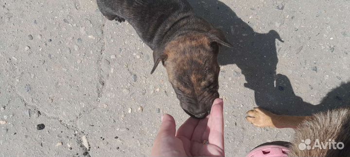 Собаки щенки шарпей