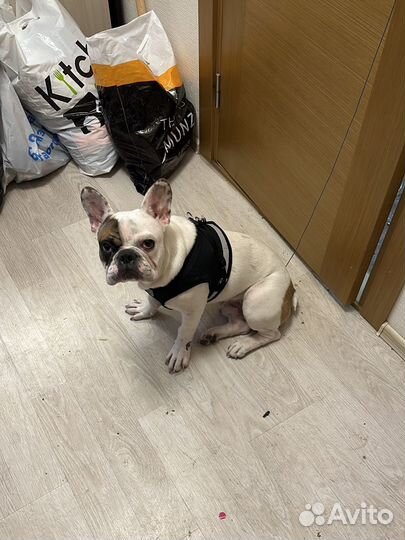Французский бульдог
