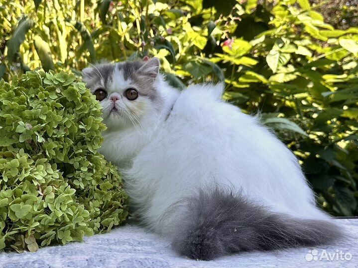 Персидская