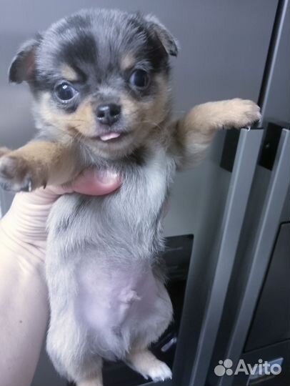 Супер мини чихуахуа