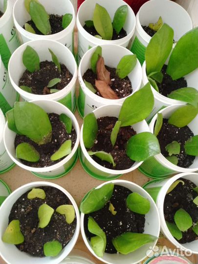 Замиокулькас