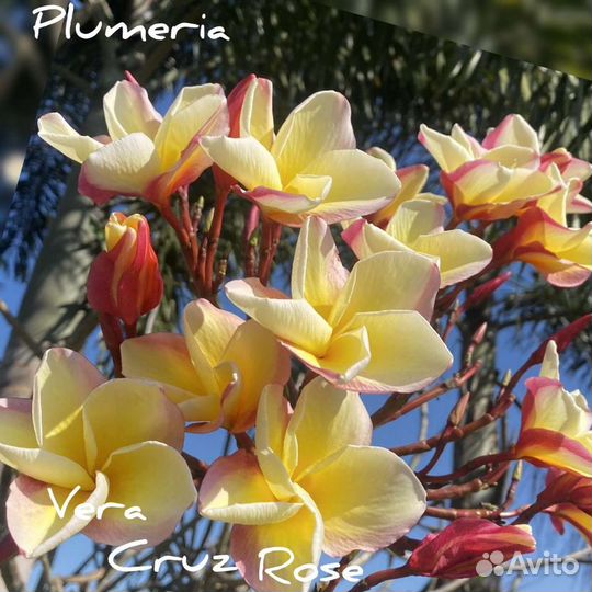 Плюмерии сортовые