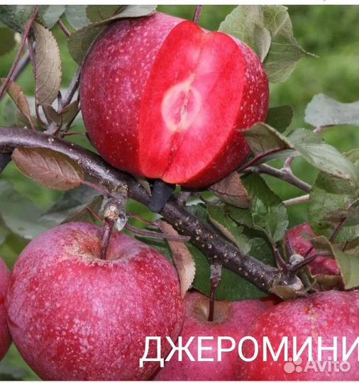 Саженцы яблони,абрикоса