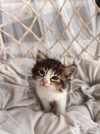 Котята бесплатно в очень добрые руки