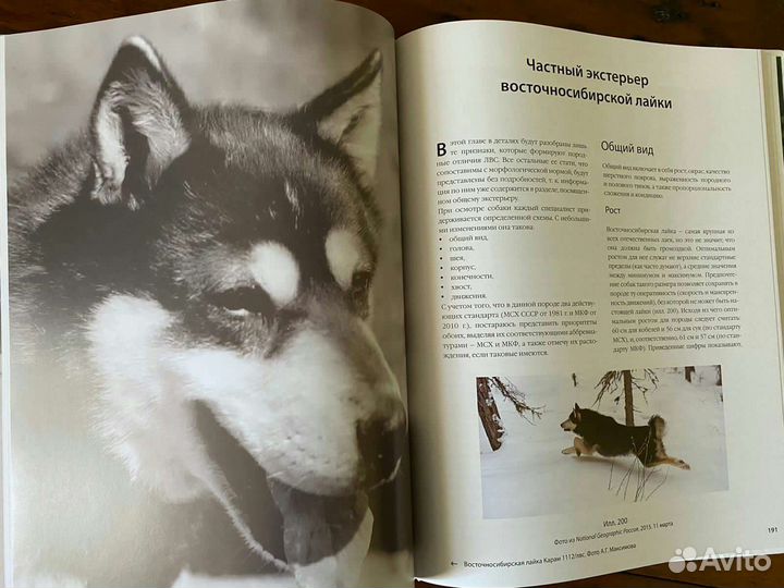 О восточносибирской лайке и не только