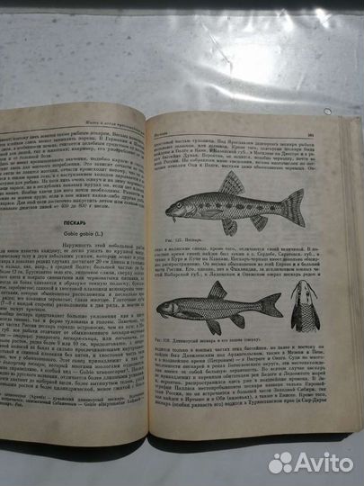 Жизнь и ловля пресноводных рыб