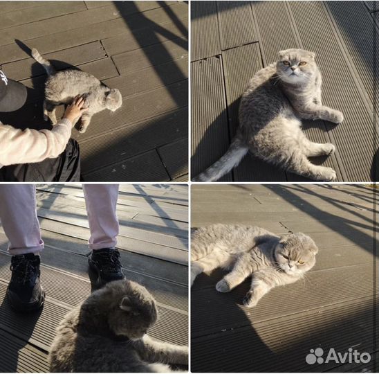 SOS спасите вислоухого Шотландского котика