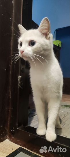 Кошка в добрые руки