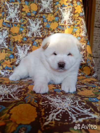 Щенки сиба ину