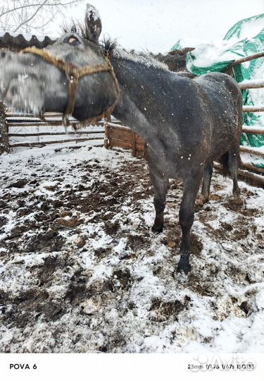 Продам лошадь