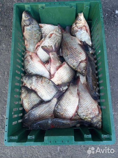 Продам карася свежего,охлажденного