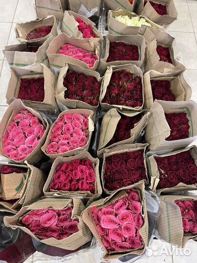 Кенийские розы