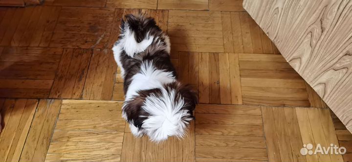 Веселые щенки