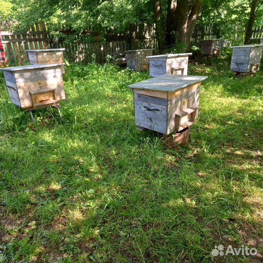 Продаю пчелиные семьи с ульями