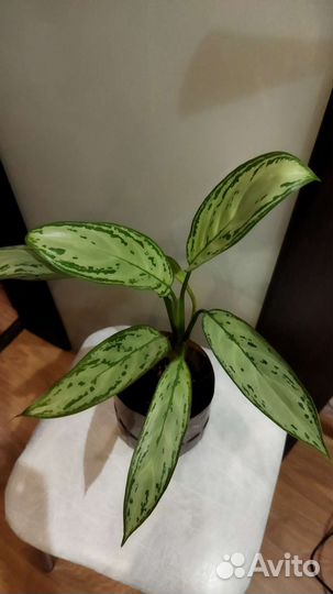 Аглаонема Сильвер Квин