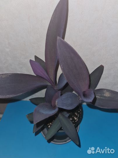 Сеткреазия