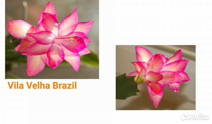 Шлюмбергера декабристы