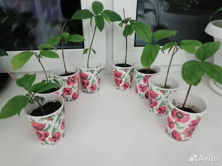 Клеродентрум, декабрист белый и фуксия цветущие