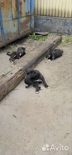 Отдам щенков в добрые руки бесплатно